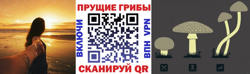 наркошоп  Жуковка  Псилоцибиновые грибы Magic Shrooms 